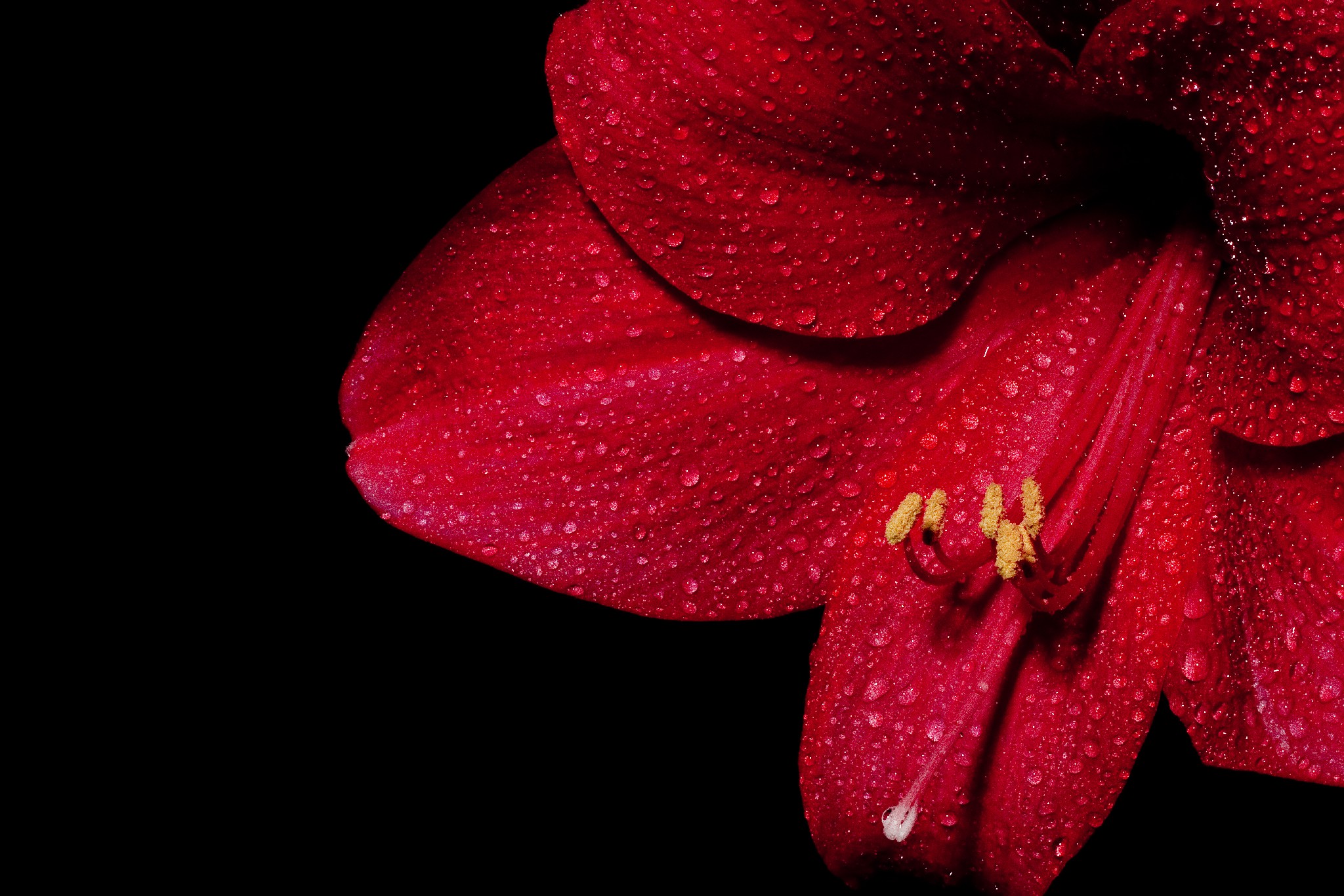 Amaryllis hippeastrum