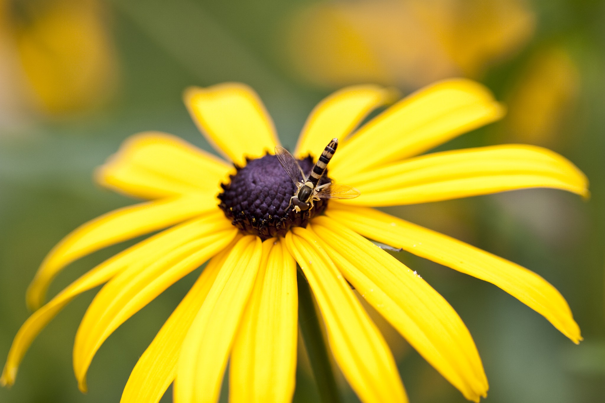 Sphaerophoria scripta on Rudbeckia hirta